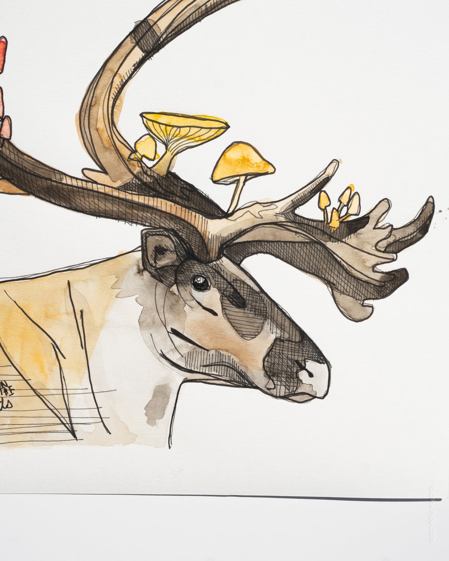 Original Watercolour & Ink Painting – "NELSON"