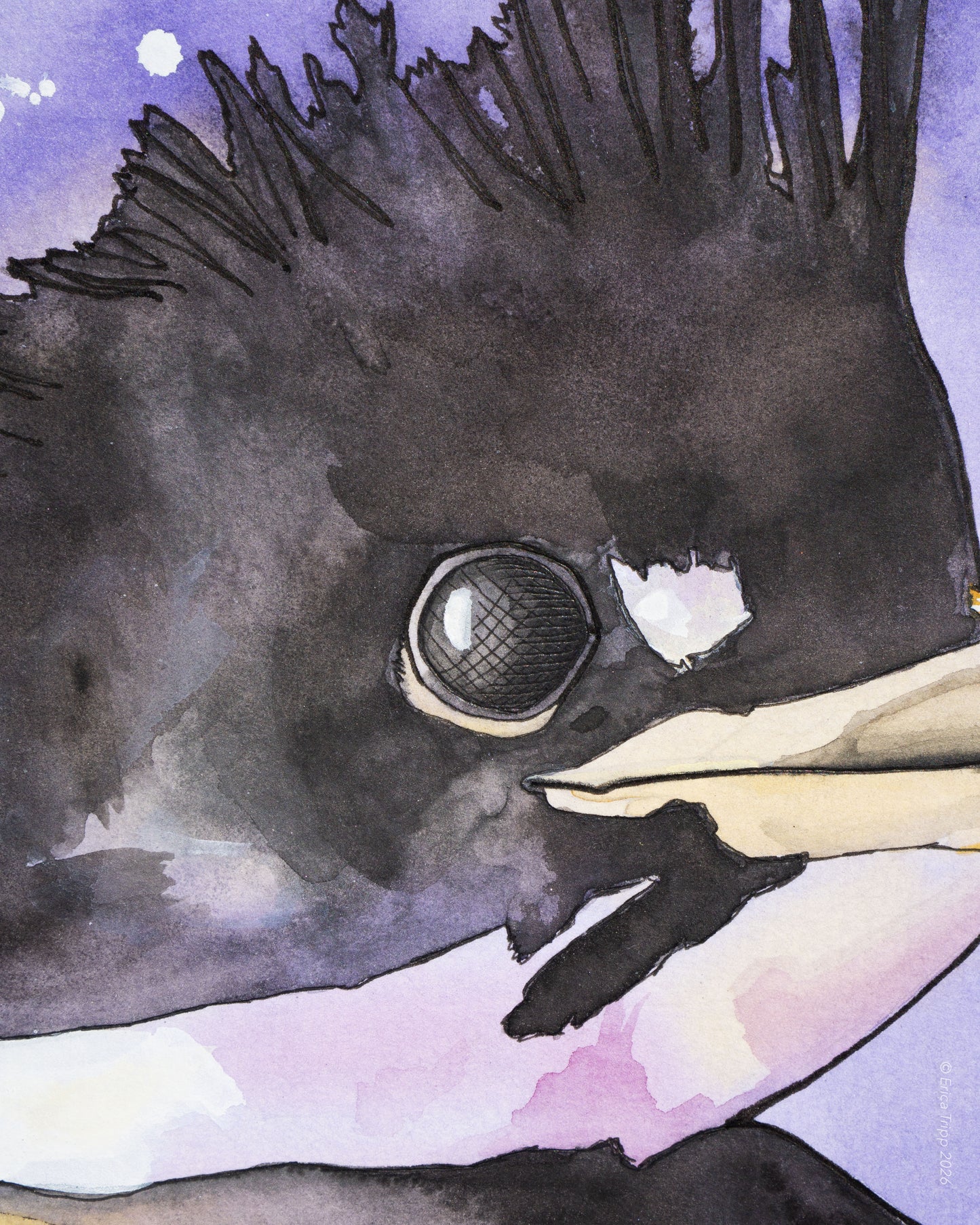 Original Watercolour & Ink Painting – "PERRY"