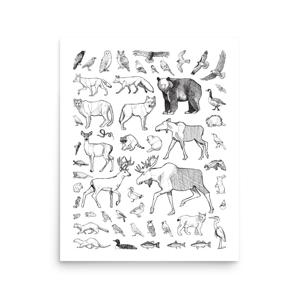 Ontario Species Matte Paper Poster Print